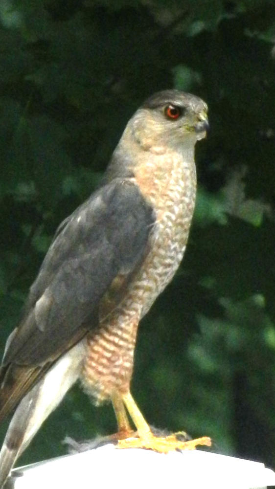 Orsini coopers hawk