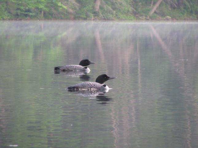 Richichi Loons