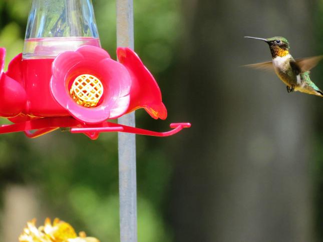 Cunningham hummingbird