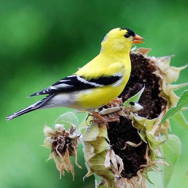 Van Zandt goldfinch on sunflower