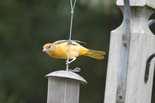 Conley Baltimore Oriole