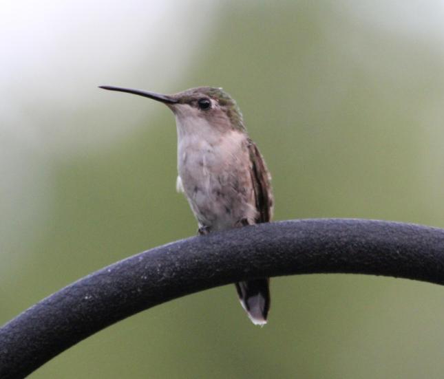 Sweenor female hummer 0818112
