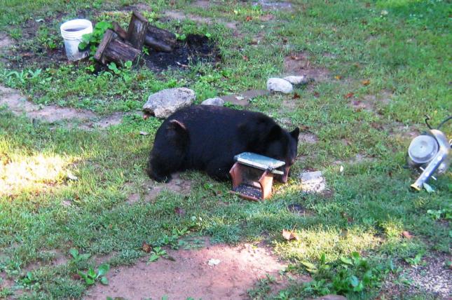 Martin bear 2012