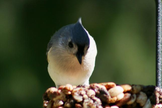 Fuss Titmouse N4N