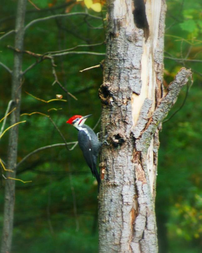 Hutchinson pileated