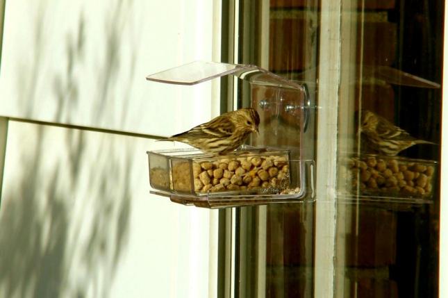 Pacco siskin window fdr 1012
