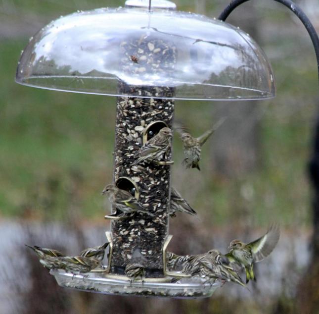 Sweenor siskin xl tube 102112