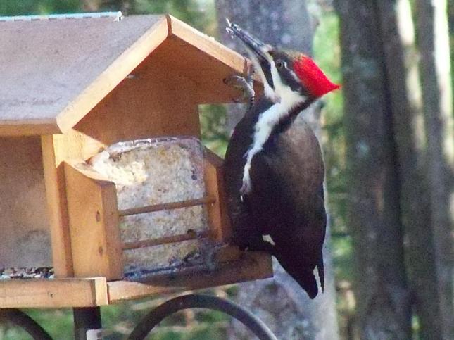 Barrett pileated 112012