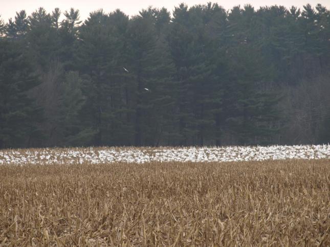 Weigel Snow Geese 120412