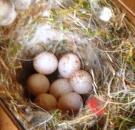 chickadee eggs close