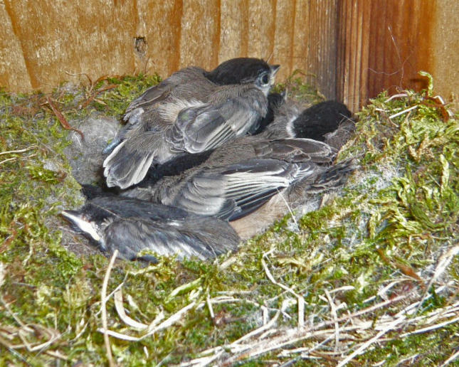 Chickadee nestlings 2012
