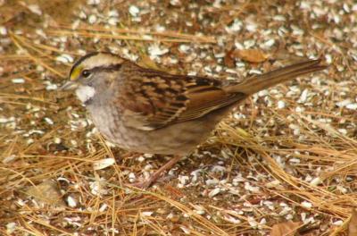 White-throated Sparrow