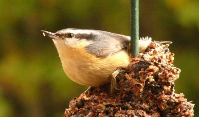 Red breasted Nuthatch
