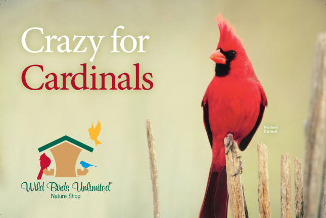 Crazy for Cardinals