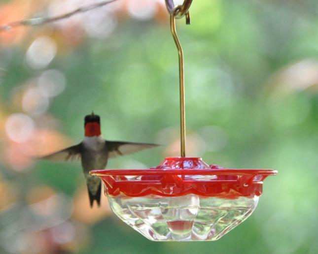 Hummingbird at Mini High Perch feeder